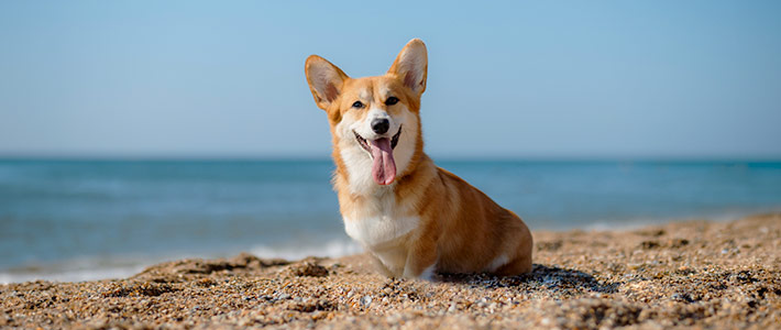 Las mejores playas para ir con tu perro