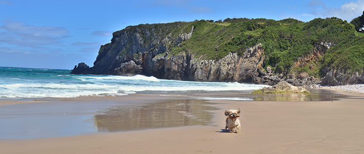 Las mejores playas para ir con tu perro