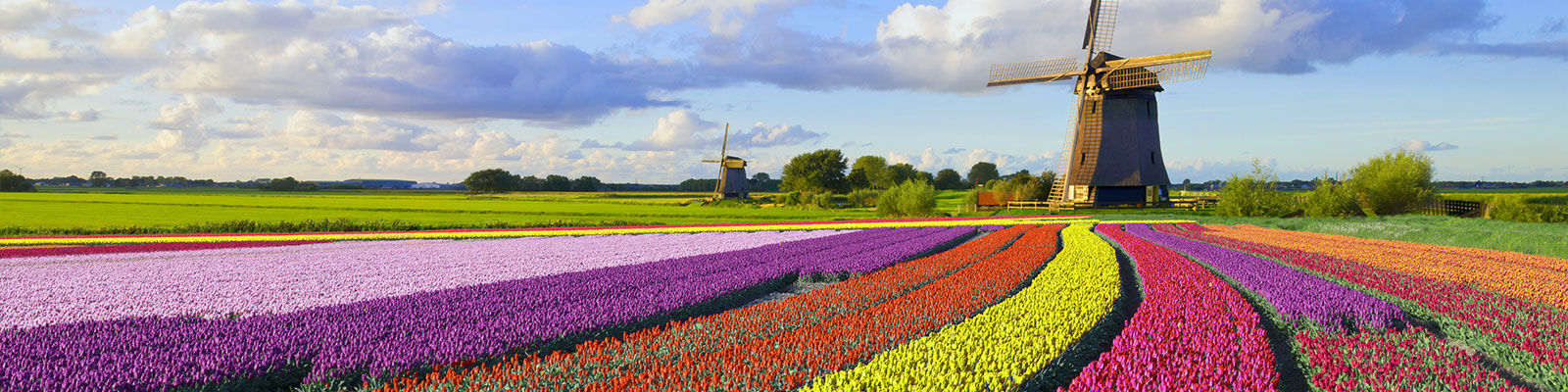 Campo de tulipanes en Holanda