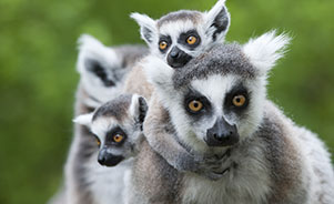 Una familia de lemures