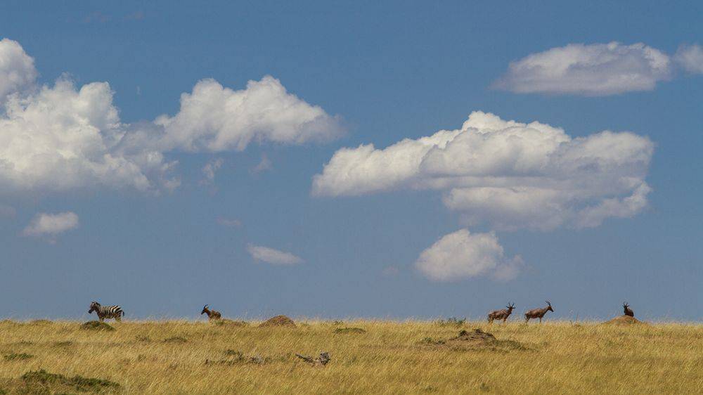 Mara Leisure Camp