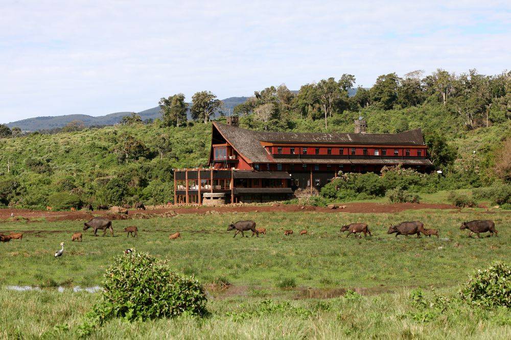 The Ark