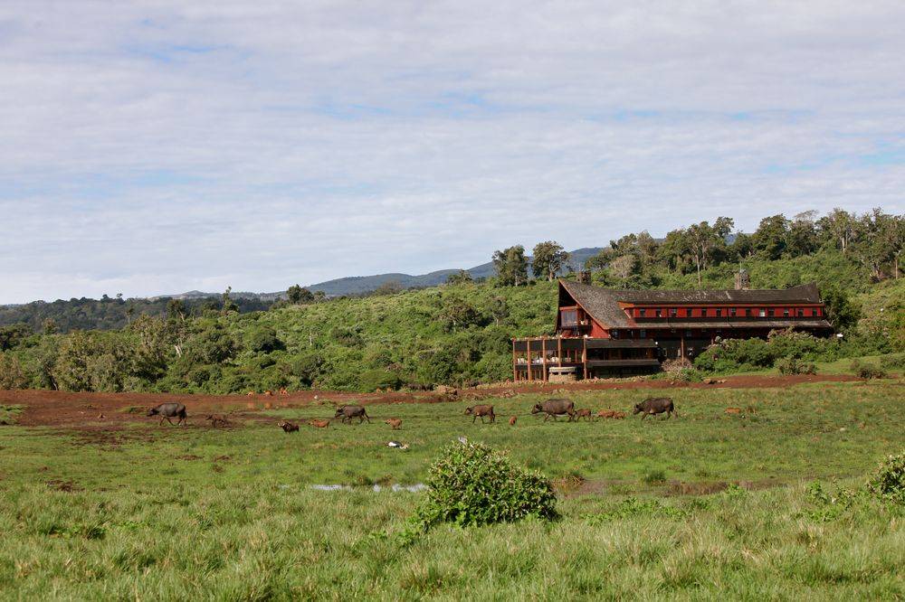The Ark