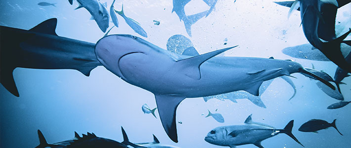 Tiburones en las Bahamas