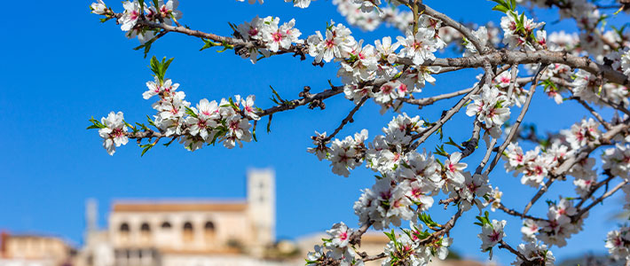 Floraciones de almendros y cerezos en España