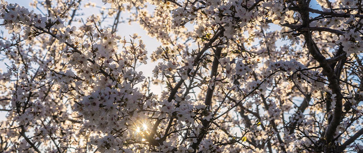 Floraciones de almendros y cerezos en España