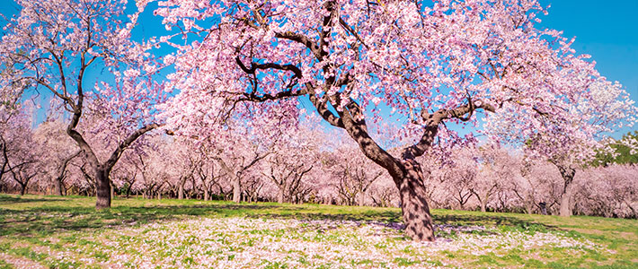 Floraciones de almendros y cerezos en España
