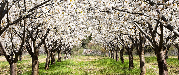 Floraciones de almendros y cerezos en España