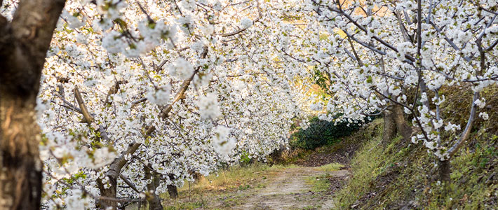 Floraciones de almendros y cerezos en España