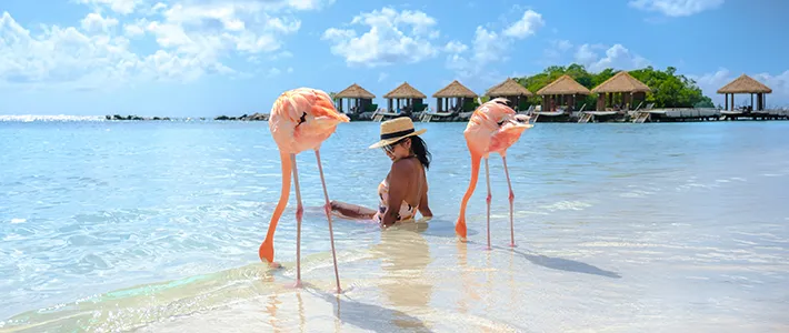 Dos flamencos rosados junto a una persona en una playa de Aruba con aguas cristalinas.