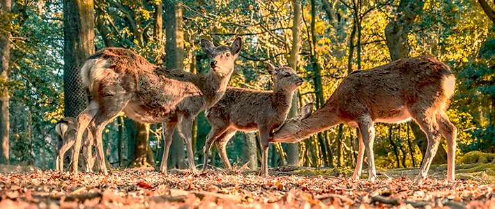 Ciervos en un bosque de Nara durante el otoño japonés