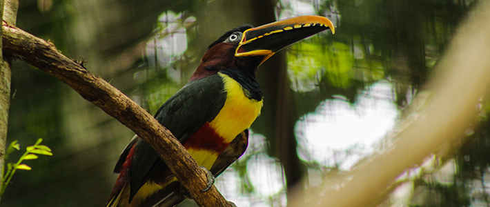 Paraná