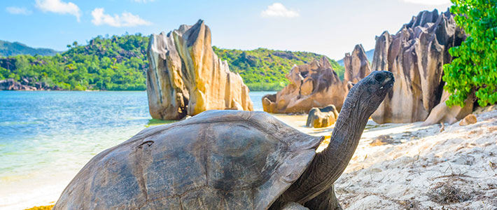 Tortuga gigante en Seychelles