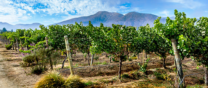 Valle de Casablanca, Chile