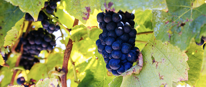 Península de Mornington, Victoria, Australia