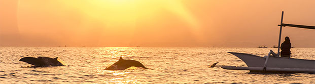 Delfines en la playa de Lovina, Bali