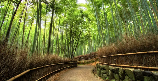 Japón bambú