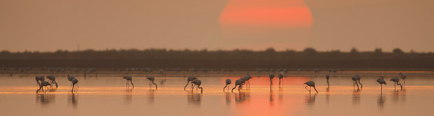 Flamencos en el Parque Natural Delta del Ebro