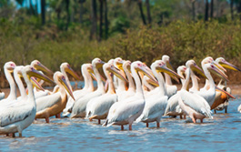 Banjul