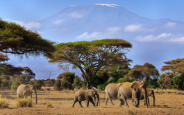 Kilimanjaro