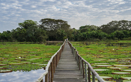 Cuiaba