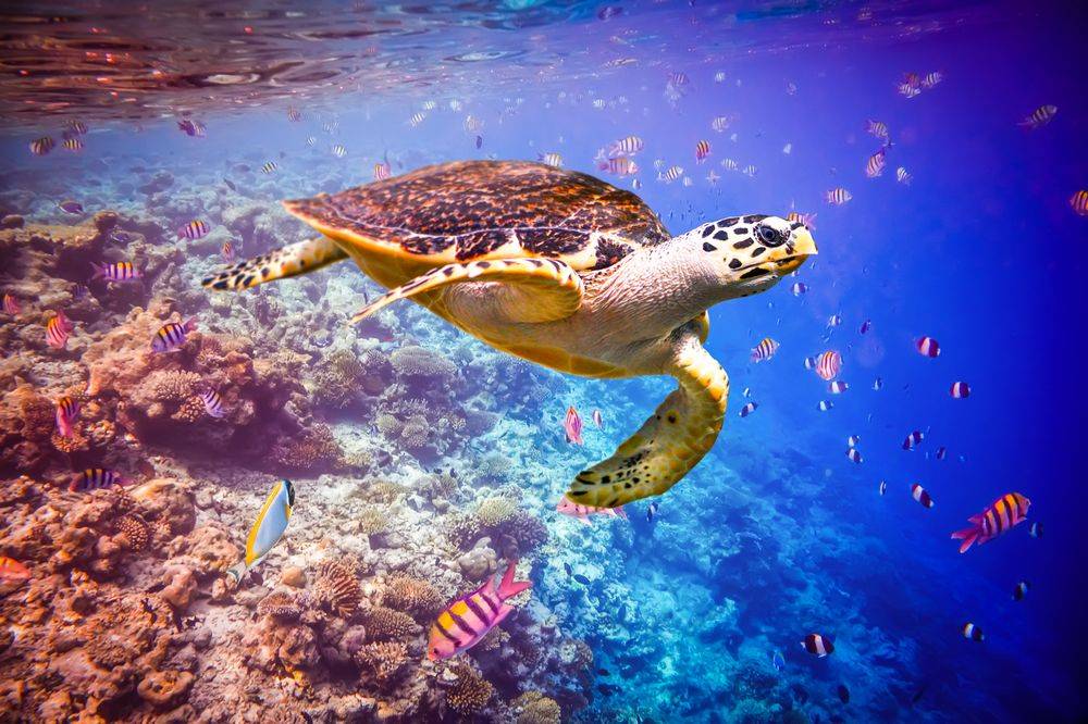 You & Me by Cocoon Maldives